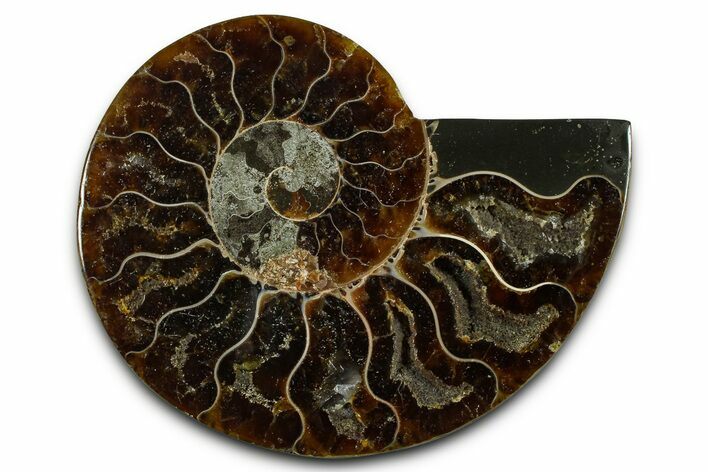 Cut & Polished Ammonite Fossil (Half) - Madagascar #377628